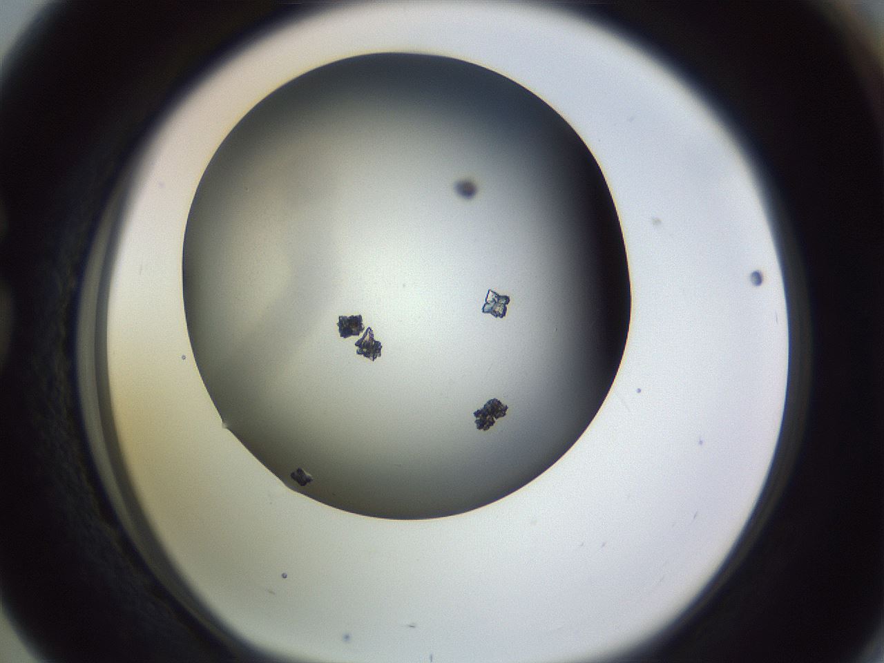 folderID359_plateID1359_batchID4716_wellNum76_profileID1_d1_r82167_ef.jpg