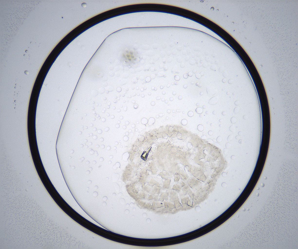folderID362_plateID2362_batchID11079_wellNum15_profileID1_d1_r167423_ef.jpg