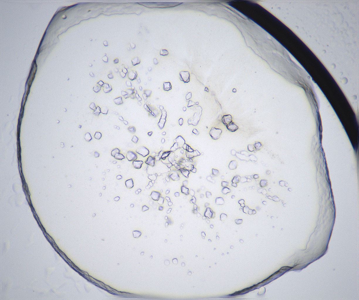 folderID362_plateID2362_batchID11079_wellNum52_profileID1_d1_r167497_ef.jpg