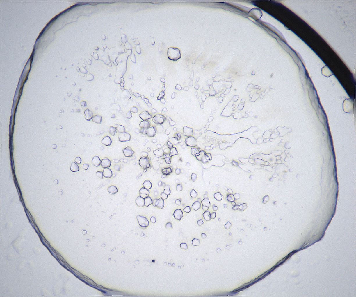folderID362_plateID2362_batchID11079_wellNum64_profileID1_d1_r167521_ef.jpg