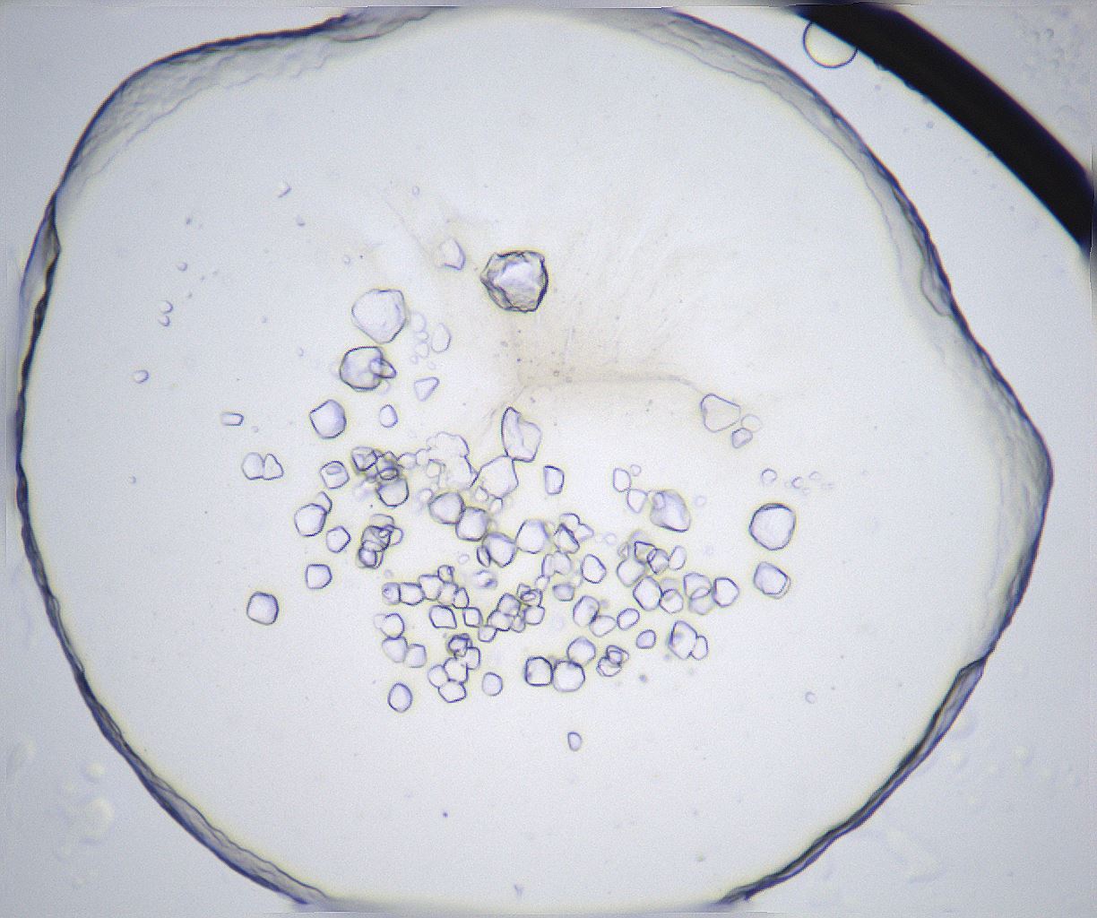 folderID362_plateID2362_batchID11079_wellNum76_profileID1_d1_r167545_ef.jpg
