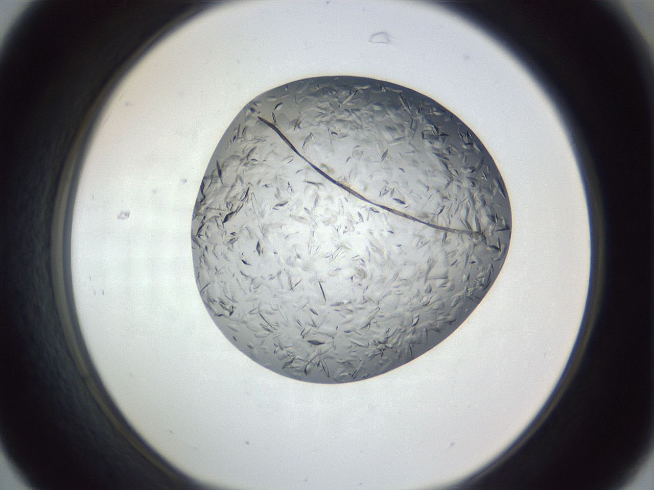 folderID364_plateID1364_batchID4726_wellNum31_profileID1_d1_r82636_ef.jpg