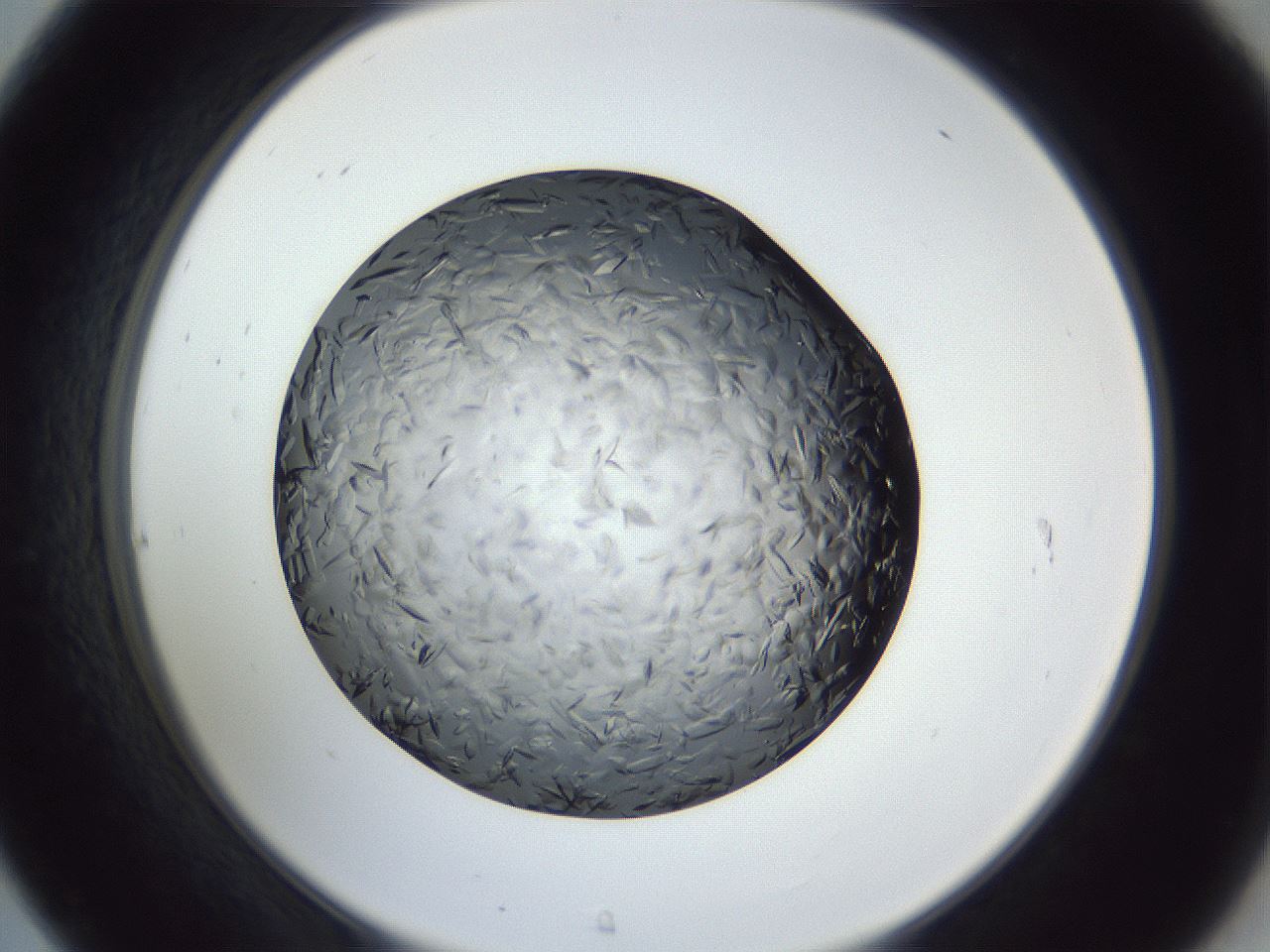 folderID364_plateID1364_batchID4726_wellNum31_profileID1_d2_r82637_ef.jpg