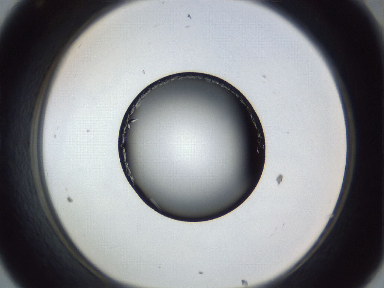 folderID364_plateID1364_batchID4726_wellNum32_profileID1_d1_r82638_ef.jpg