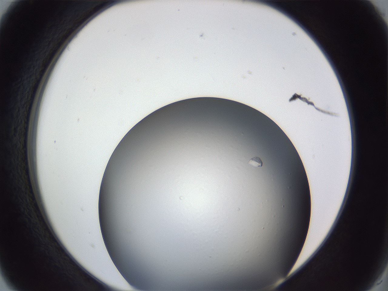 folderID364_plateID1364_batchID4726_wellNum5_profileID1_d2_r82585_ef.jpg