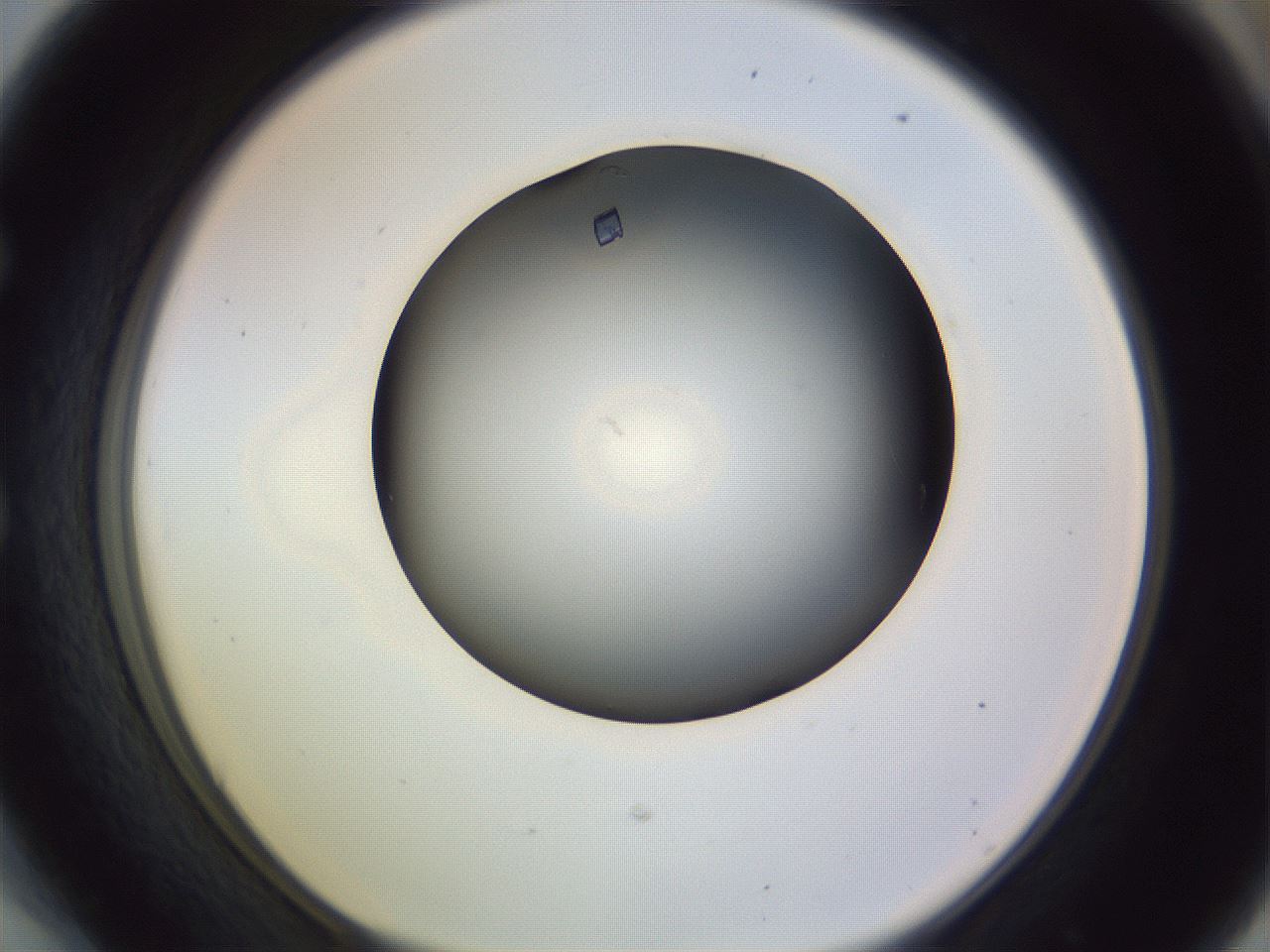 folderID366_plateID1366_batchID4730_wellNum54_profileID1_d1_r82917_ef.jpg