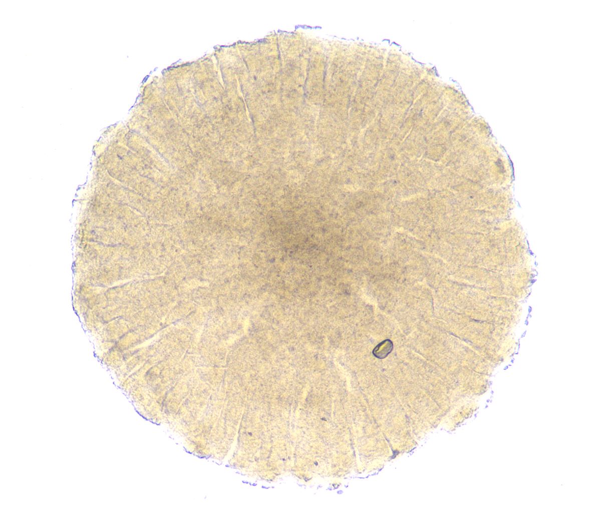 folderID368_plateID2368_batchID11112_wellNum9_profileID1_d1_r170099_ef.jpg