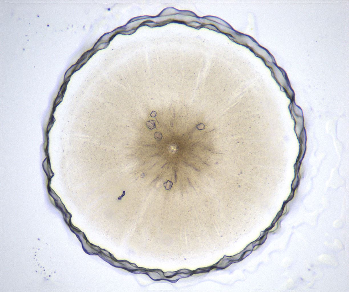 folderID369_plateID2369_batchID11114_wellNum29_profileID1_d1_r170523_ef.jpg