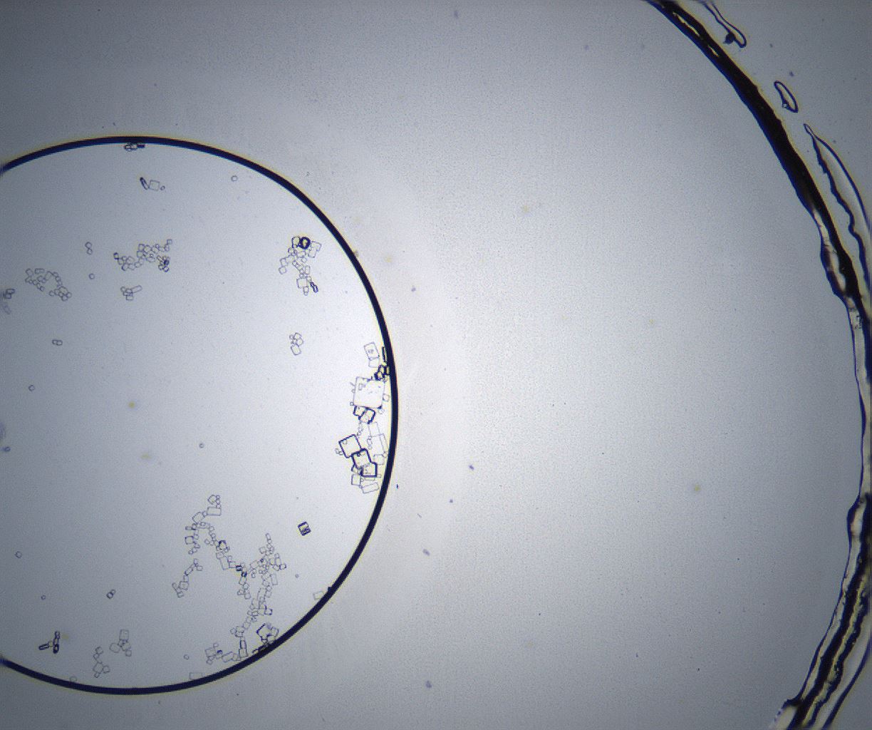 folderID369_plateID2369_batchID11114_wellNum35_profileID1_d1_r170535_ef.jpg