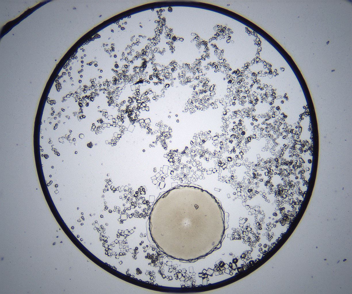 folderID369_plateID2369_batchID11114_wellNum5_profileID1_d1_r170475_ef.jpg