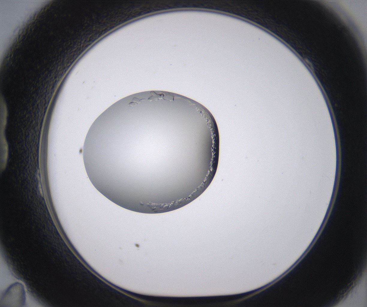 folderID379_plateID2379_batchID11224_wellNum23_profileID1_d1_r175385_ef.jpg