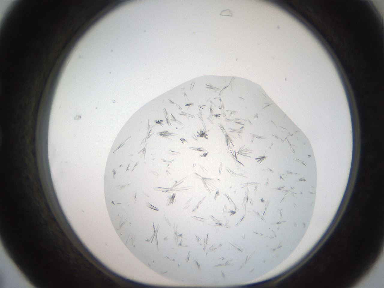 folderID381_plateID2381_batchID11228_wellNum31_profileID1_d1_r175777_ef.jpg