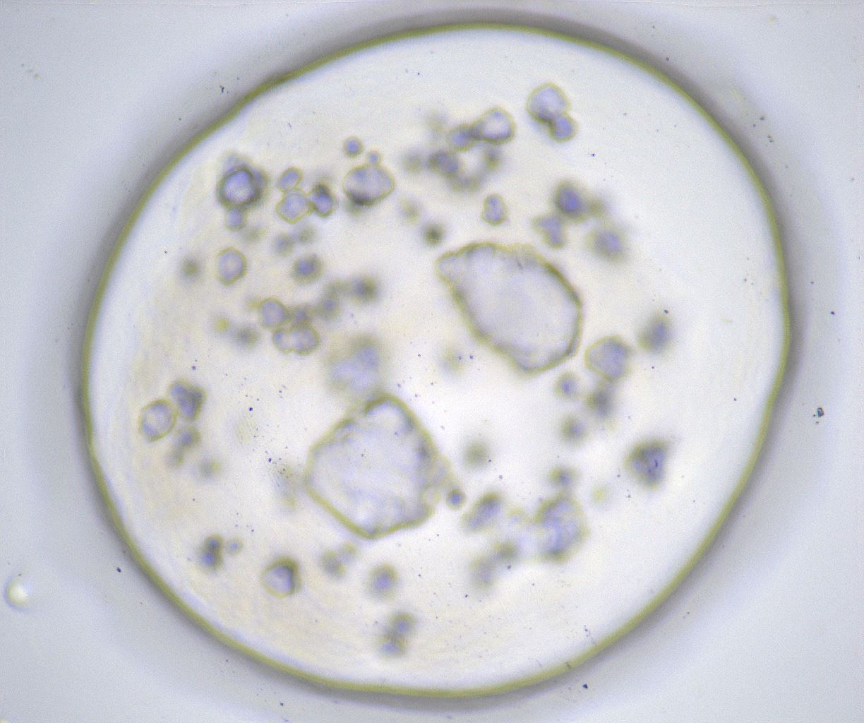 folderID382_plateID2382_batchID11232_wellNum28_profileID1_d1_r175897_ef.jpg