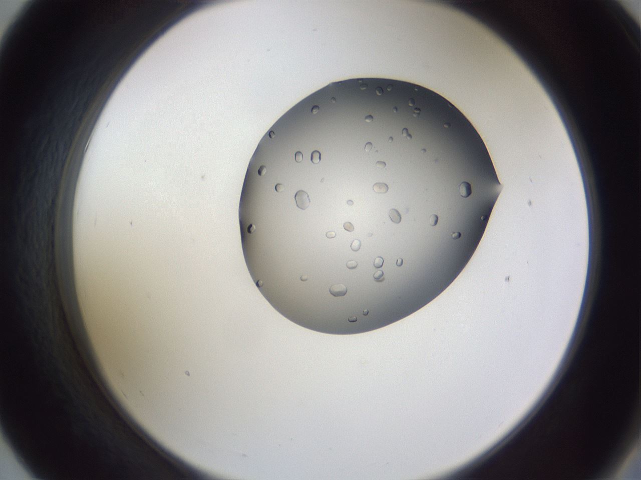 folderID405_plateID2405_batchID11613_wellNum55_profileID1_d2_r178256_ef.jpg