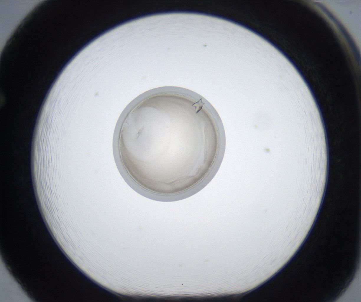 folderID424_plateID2424_batchID11665_wellNum65_profileID1_d1_r180352_ef.jpg