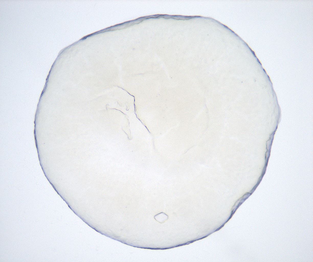 folderID425_plateID2425_batchID11729_wellNum94_profileID1_d1_r184154_ef.jpg