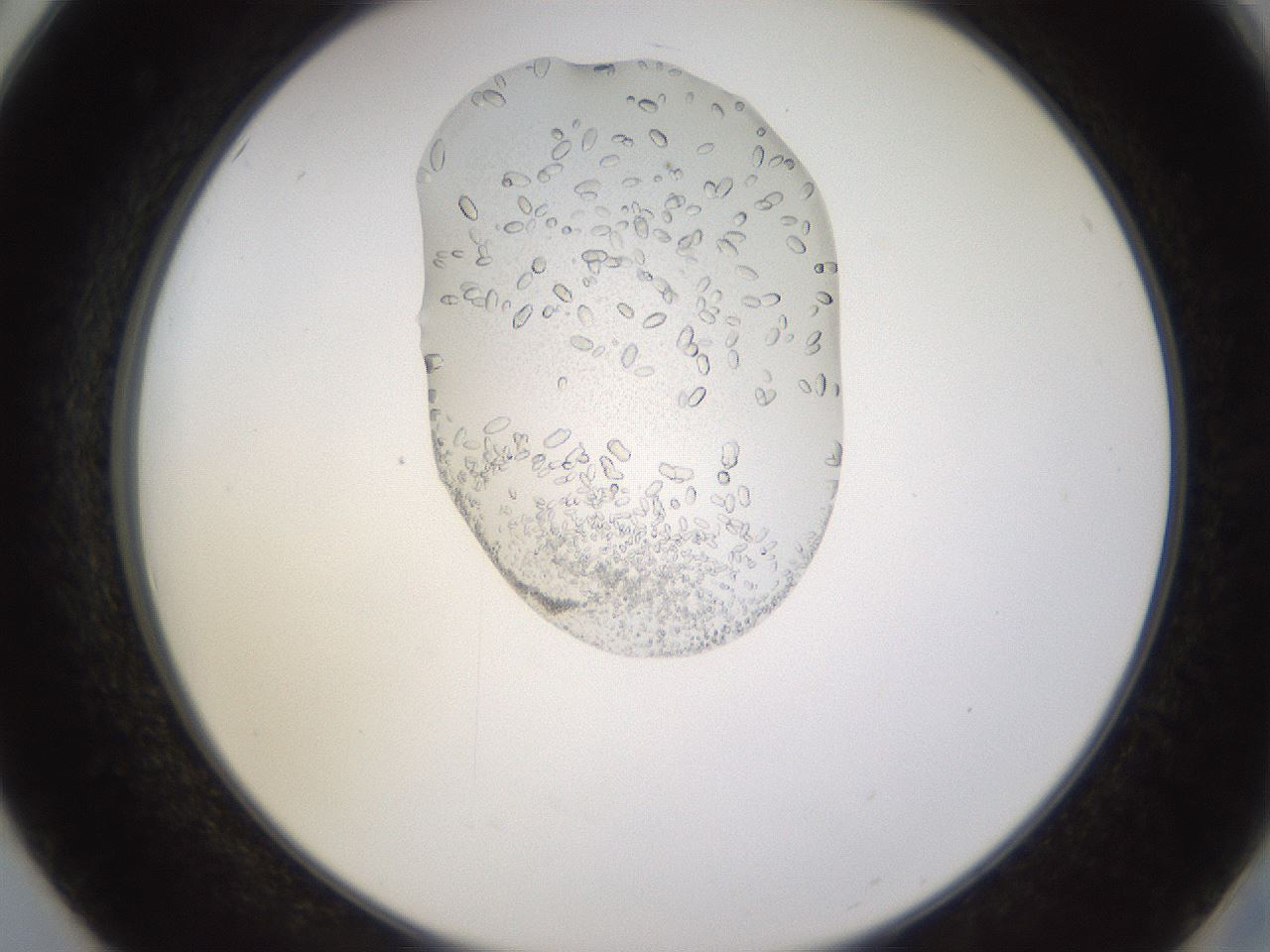 folderID440_plateID1440_batchID5495_wellNum50_profileID1_d2_r90463_ef.jpg