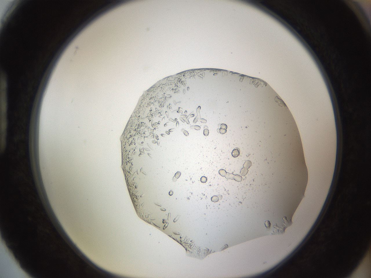 folderID461_plateID1461_batchID5591_wellNum88_profileID1_d1_r92628_ef.jpg