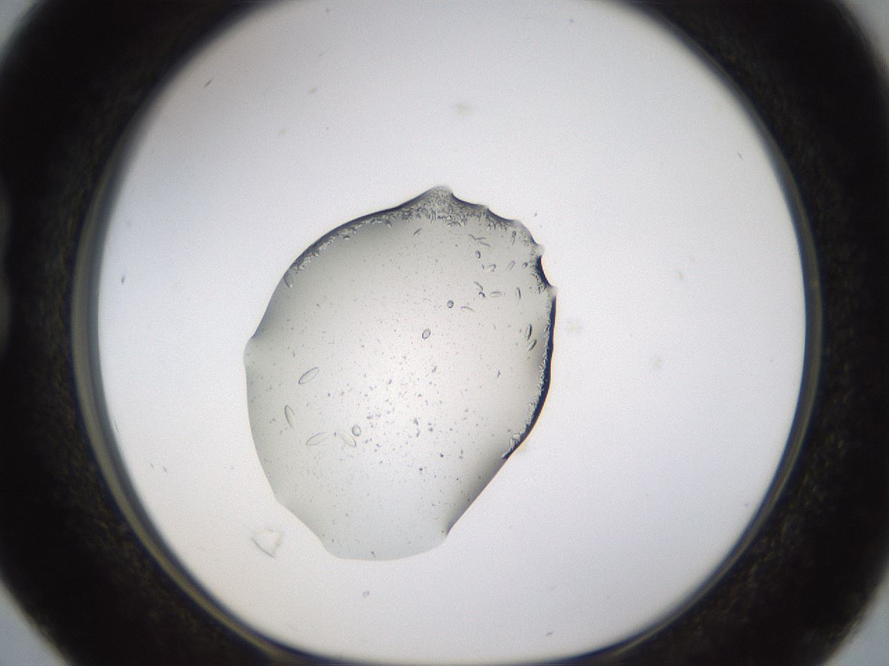 folderID462_plateID1462_batchID5592_wellNum16_profileID1_d1_r92652_ef.jpg