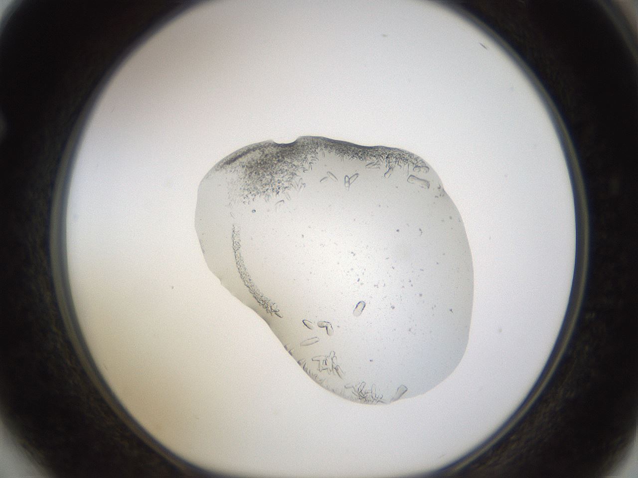 folderID462_plateID1462_batchID5592_wellNum64_profileID1_d1_r92700_ef.jpg