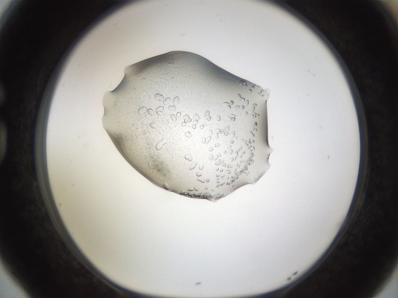 folderID462_plateID1462_batchID5592_wellNum77_profileID1_d1_r92713_ef.jpg