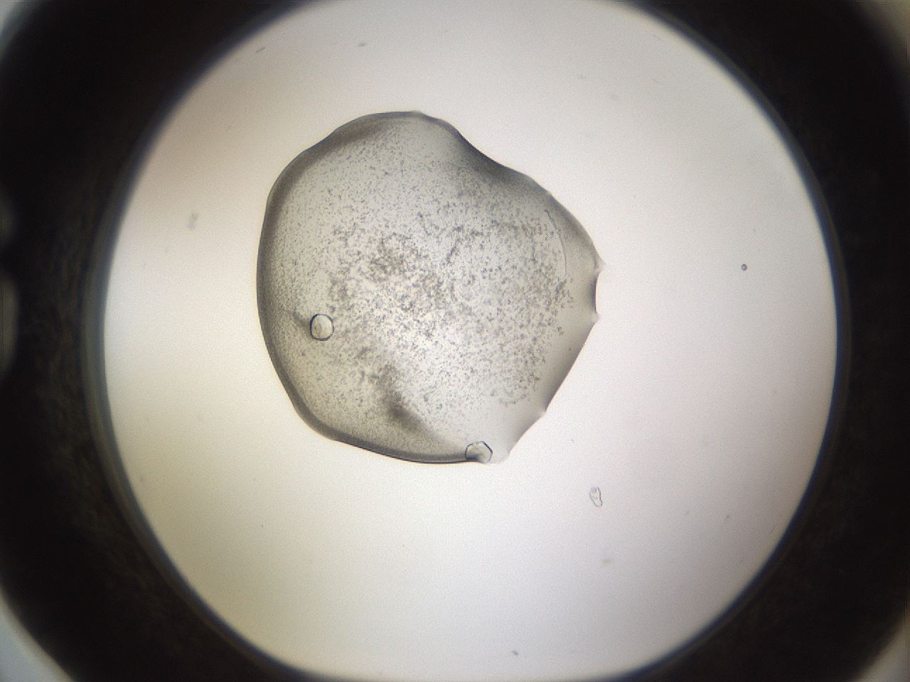 folderID462_plateID1462_batchID5592_wellNum78_profileID1_d1_r92714_ef.jpg