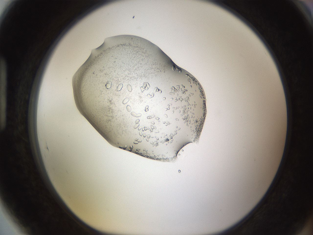 folderID462_plateID1462_batchID5592_wellNum89_profileID1_d1_r92725_ef.jpg