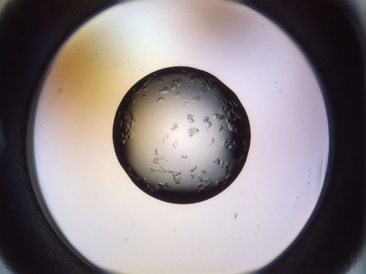 folderID470_plateID1470_batchID5583_wellNum5_profileID1_d1_r92973_ef.jpg