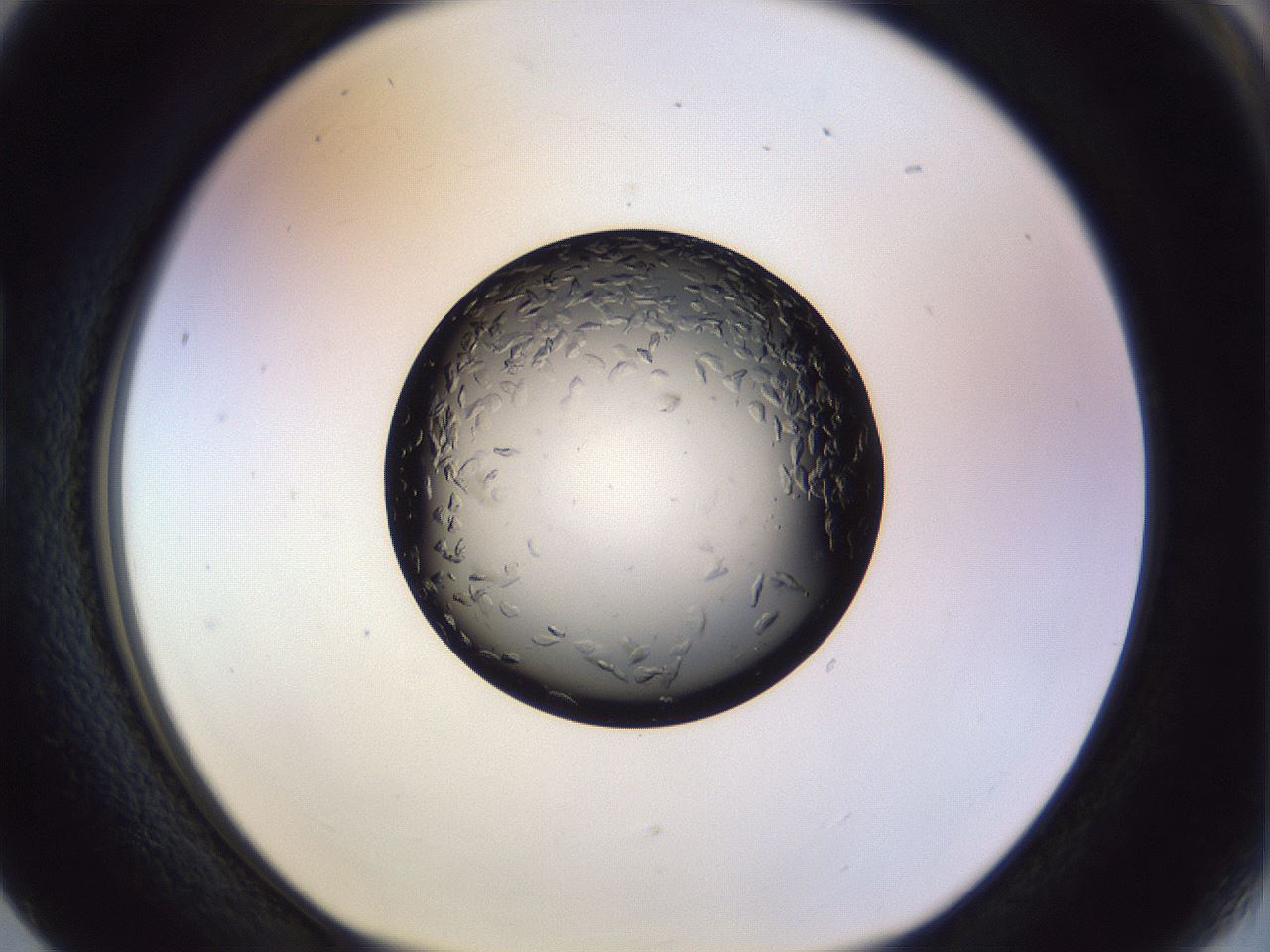 folderID470_plateID1470_batchID5595_wellNum17_profileID1_d1_r92997_ef.jpg