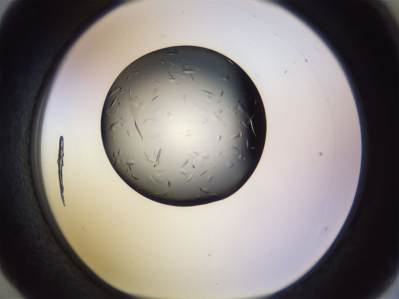 folderID470_plateID1470_batchID5595_wellNum52_profileID1_d1_r93067_ef.jpg