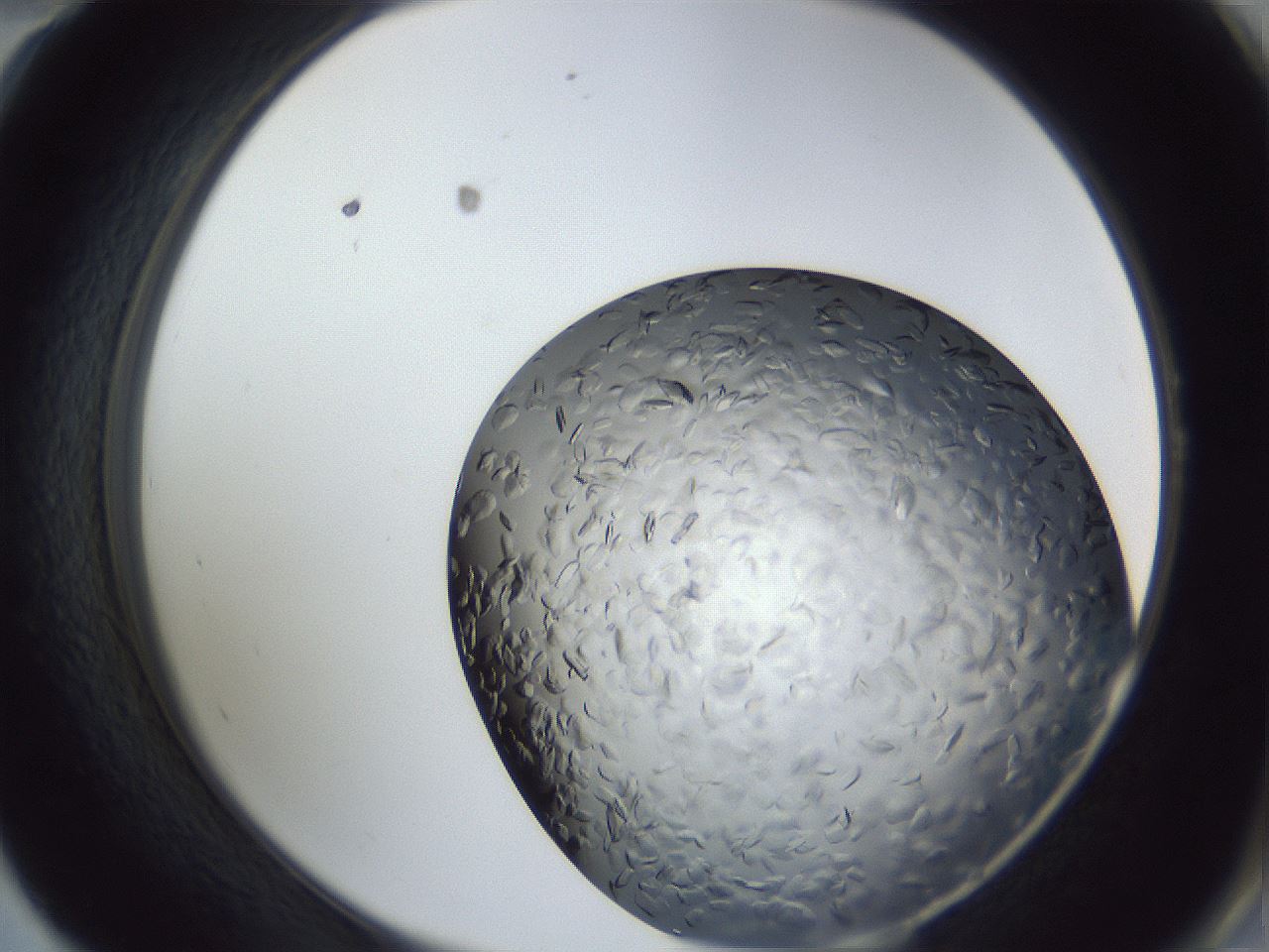 folderID364_plateID1364_batchID4726_wellNum58_profileID1_d2_r82691_ef.jpg