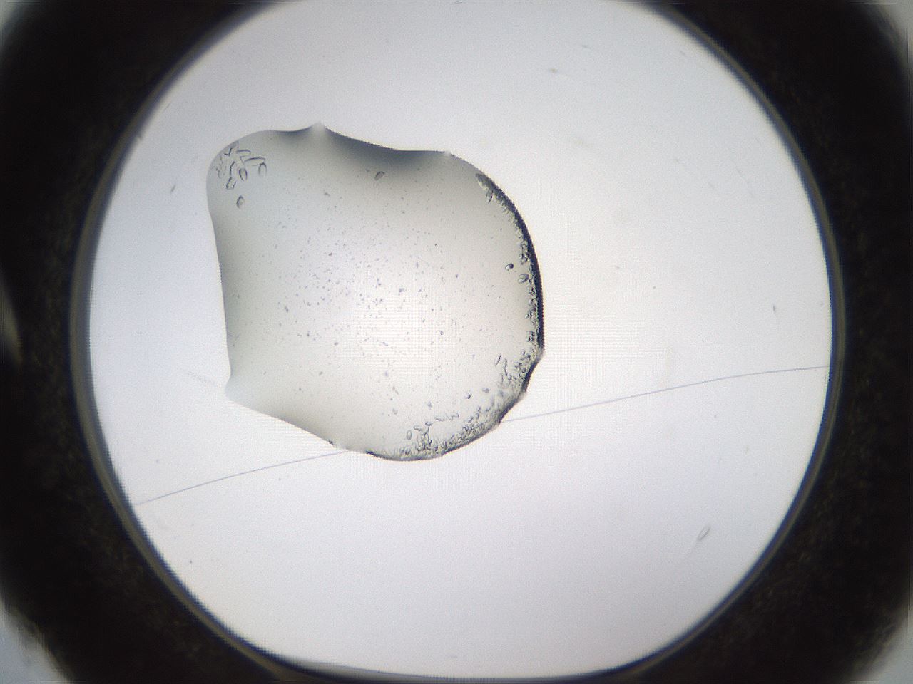 folderID462_plateID1462_batchID5592_wellNum4_profileID1_d1_r92640_ef.jpg