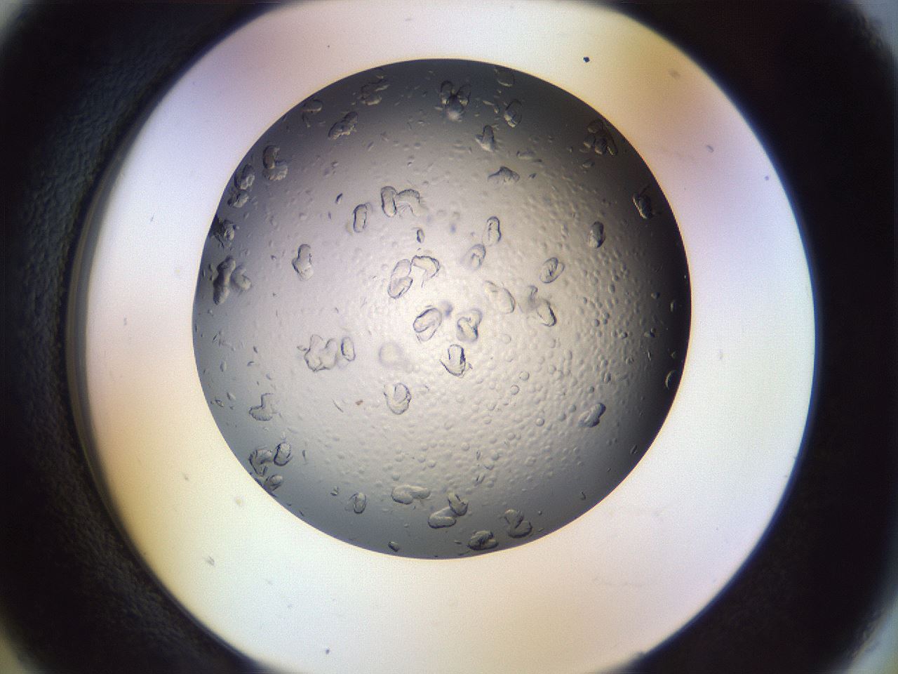 folderID470_plateID1470_batchID5583_wellNum5_profileID1_d2_r92974_ef.jpg