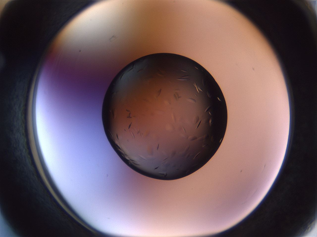 folderID470_plateID1470_batchID5595_wellNum63_profileID1_d1_r93089_ef.jpg