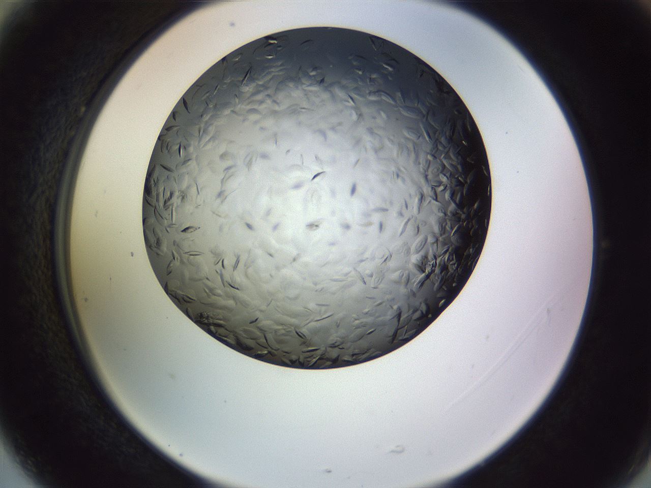 folderID470_plateID1470_batchID5595_wellNum77_profileID1_d2_r93118_ef.jpg
