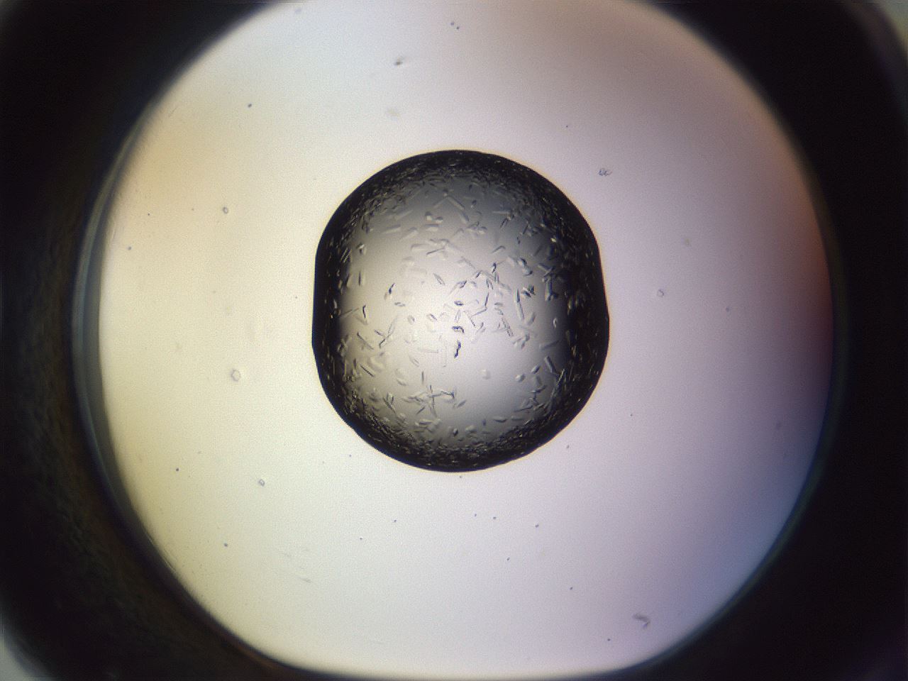 folderID470_plateID1470_batchID5595_wellNum79_profileID1_d1_r93121_ef.jpg
