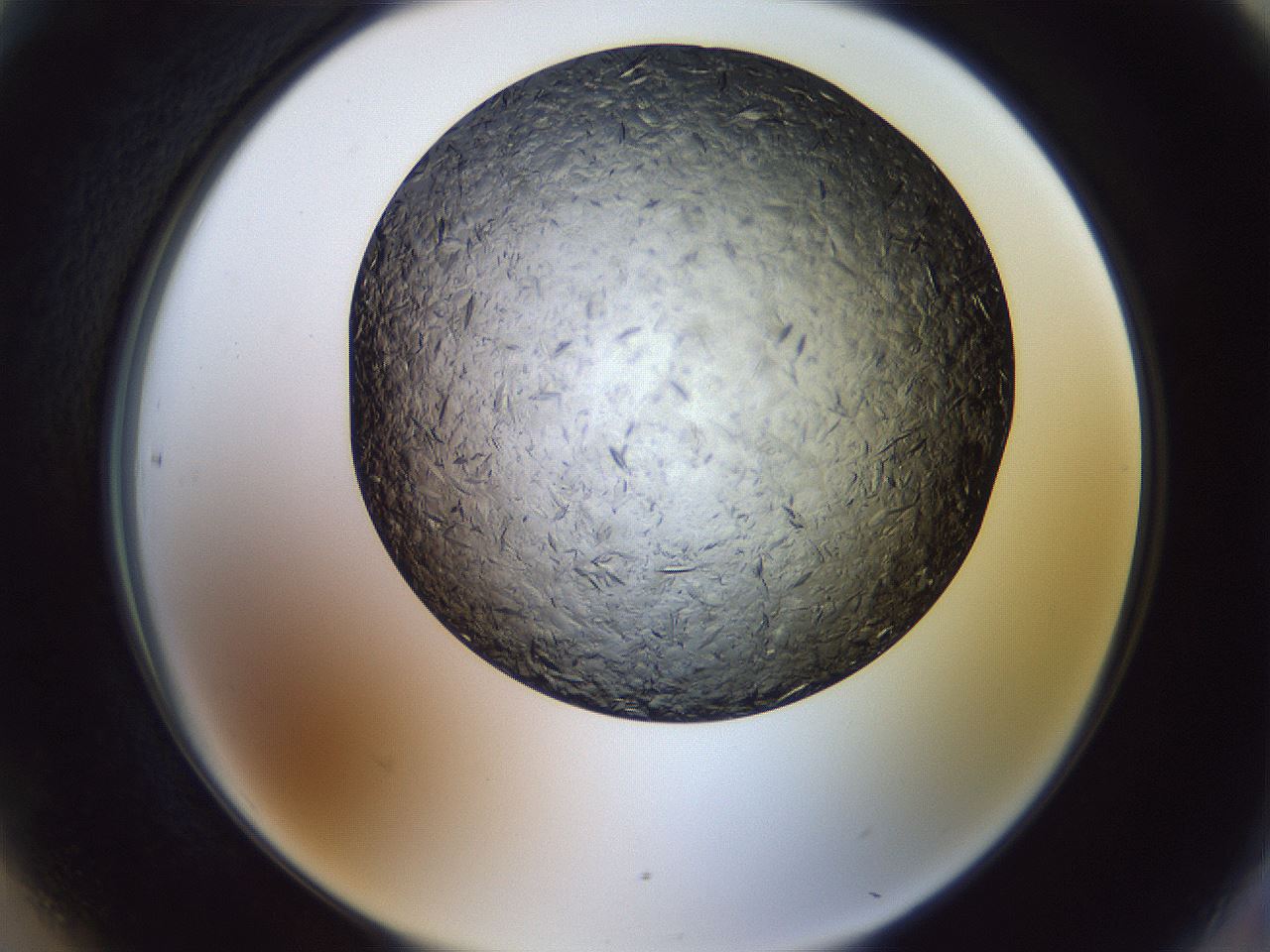 folderID470_plateID1470_batchID5595_wellNum90_profileID1_d2_r93144_ef.jpg