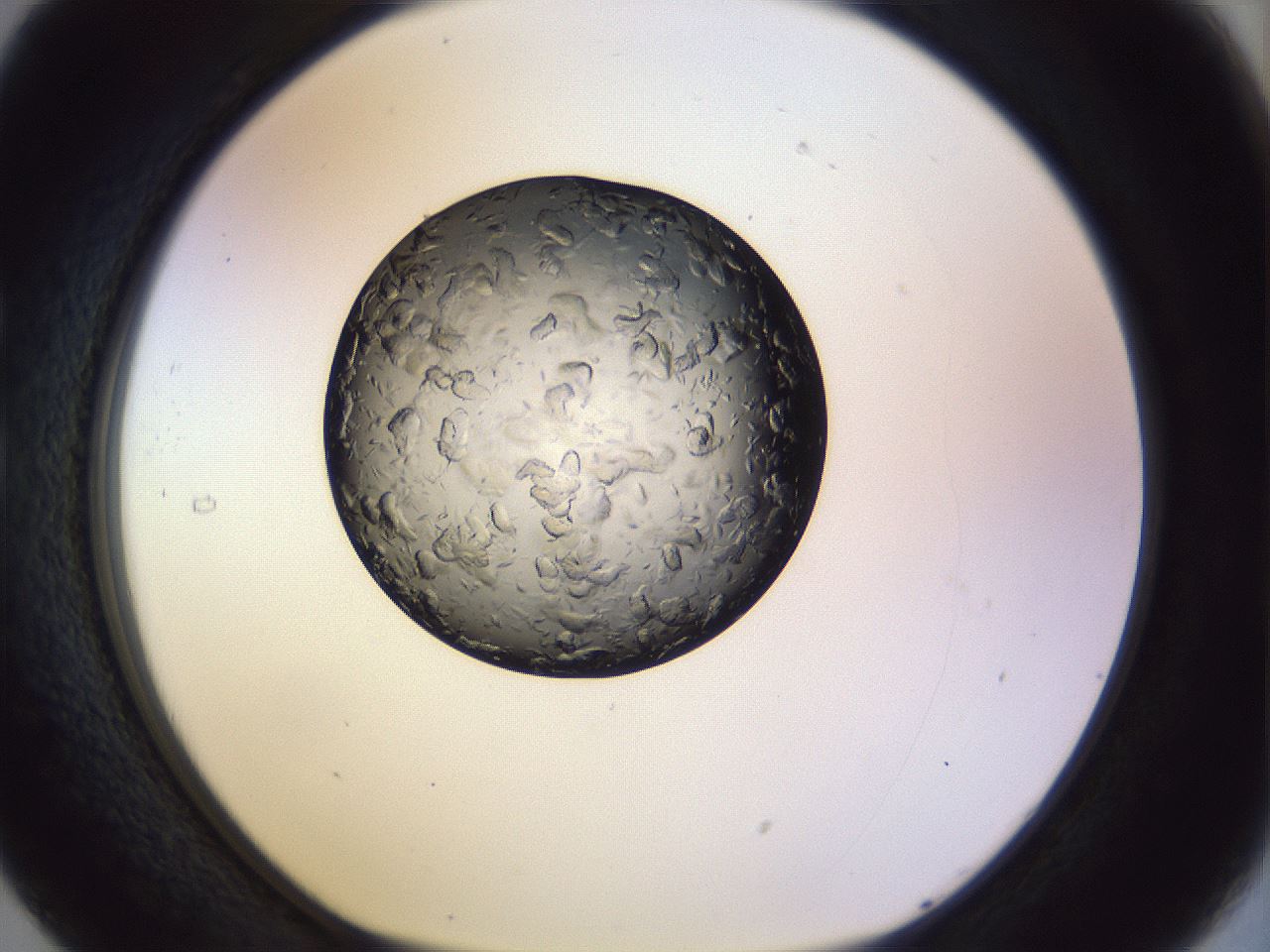 folderID470_plateID1470_batchID5612_wellNum29_profileID1_d1_r93021_ef.jpg