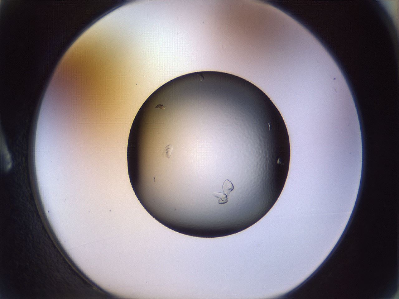 folderID470_plateID1470_batchID5612_wellNum2_profileID1_d1_r92967_ef.jpg
