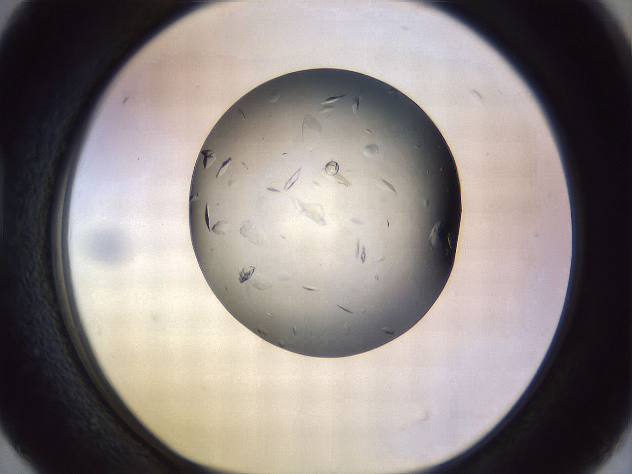 folderID470_plateID1470_batchID5625_wellNum40_profileID1_d1_r93043_ef.jpg