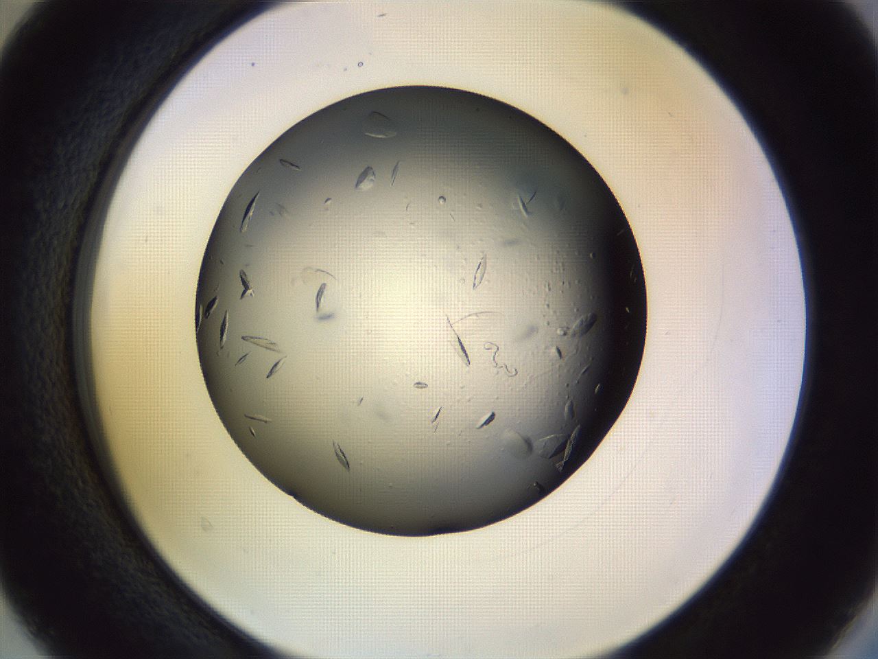 folderID470_plateID1470_batchID5625_wellNum40_profileID1_d2_r93044_ef.jpg