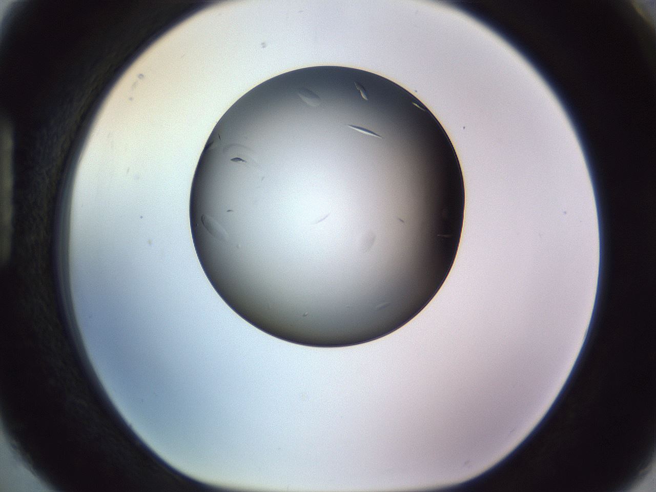 folderID470_plateID1470_batchID5625_wellNum88_profileID1_d1_r93139_ef.jpg