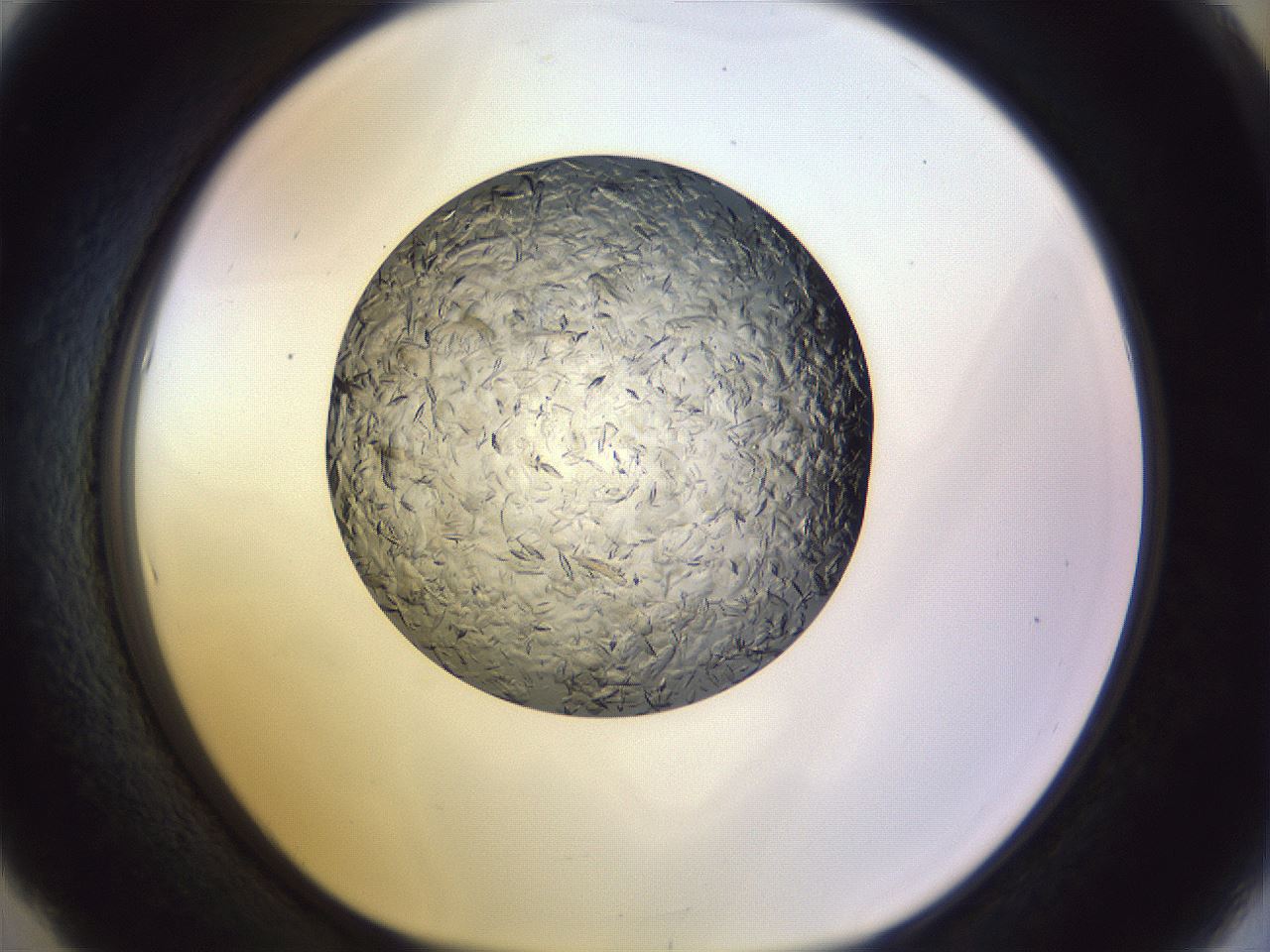 folderID470_plateID1470_batchID5636_wellNum53_profileID1_d1_r93069_ef.jpg