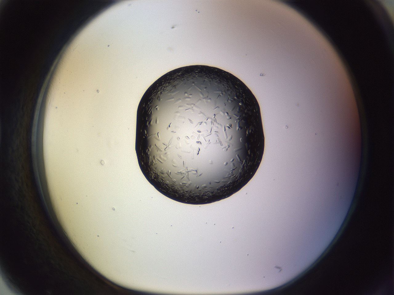 folderID470_plateID1470_batchID5636_wellNum79_profileID1_d1_r93121_ef.jpg