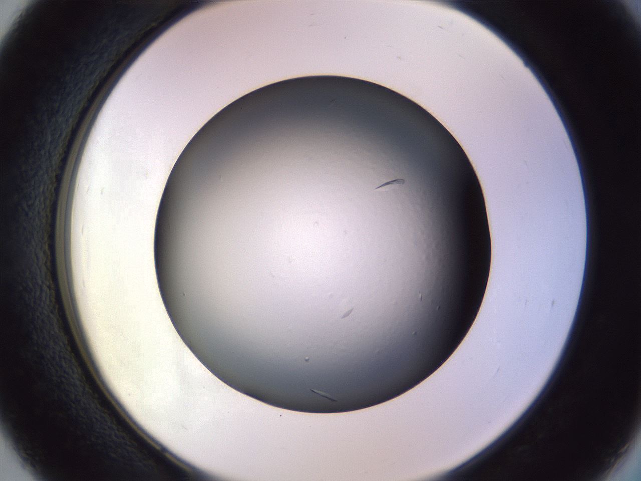 folderID470_plateID1470_batchID5656_wellNum39_profileID1_d2_r93042_ef.jpg