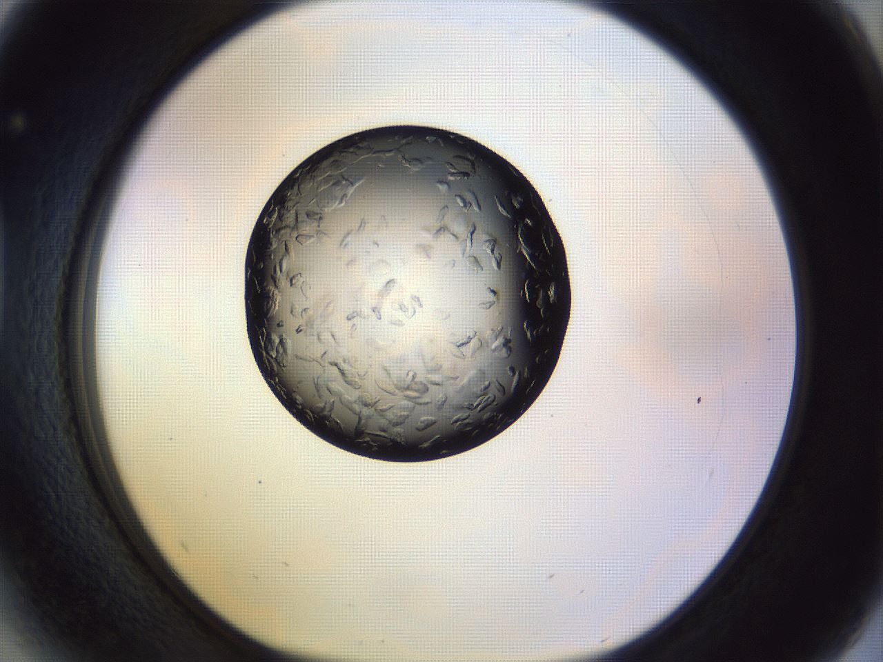 folderID470_plateID1470_batchID5656_wellNum41_profileID1_d1_r93045_ef.jpg