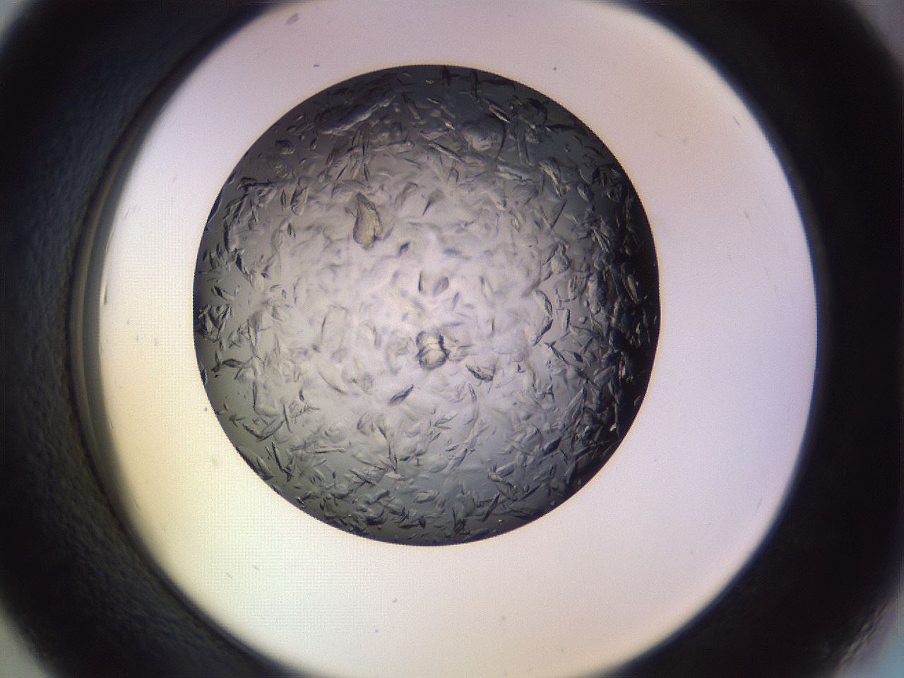 folderID470_plateID1470_batchID5656_wellNum43_profileID1_d2_r93050_ef.jpg
