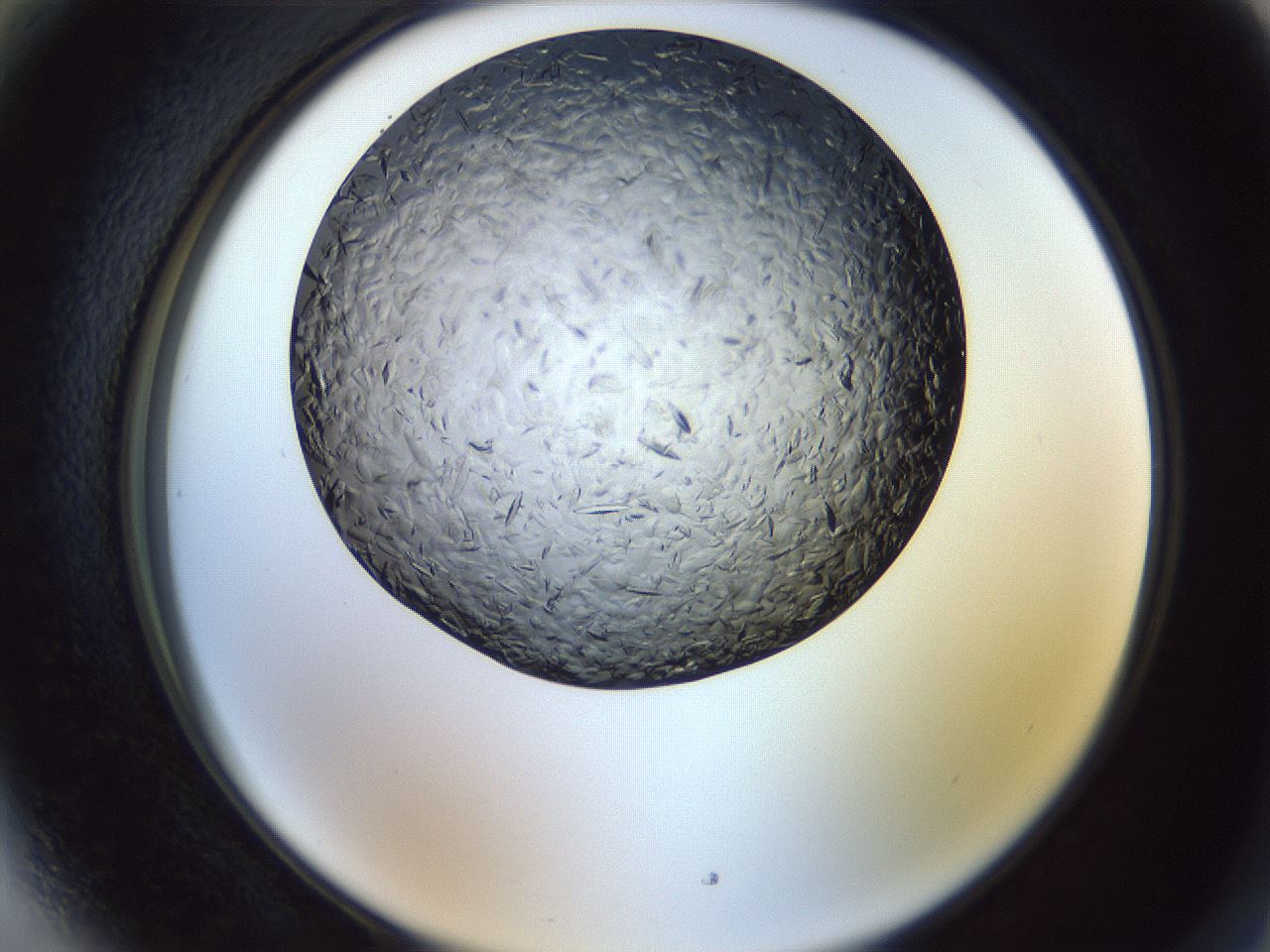 folderID470_plateID1470_batchID5656_wellNum89_profileID1_d2_r93142_ef.jpg