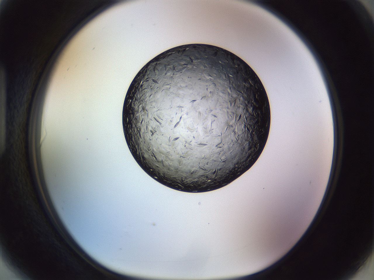folderID470_plateID1470_batchID5656_wellNum90_profileID1_d1_r93143_ef.jpg
