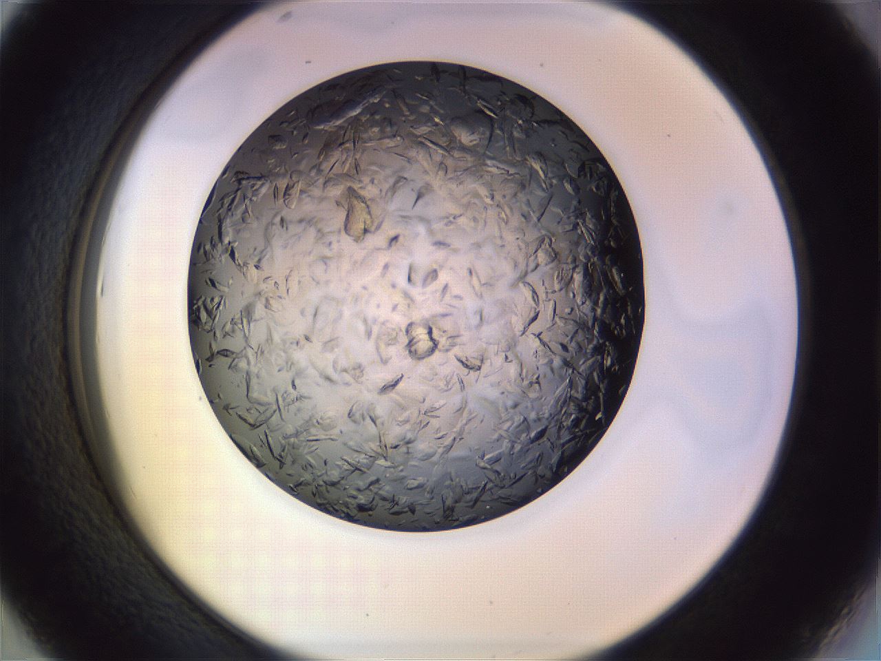 folderID470_plateID1470_batchID5673_wellNum43_profileID1_d2_r93050_ef.jpg